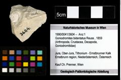 Foto (Objekt + Etiketten) von Goniodromites bidentatus (Reuss, 1859) 